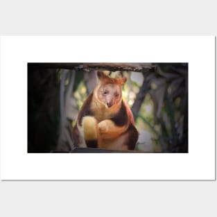 Tree Kangaroo Posters and Art